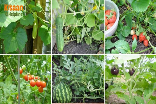 सब्जियों की फसल में लगने वाले हानिकारक रोग जल्द कीजिए इनकी रोकथाम नहीं तो कर सकते है फसलों को बर्बाद